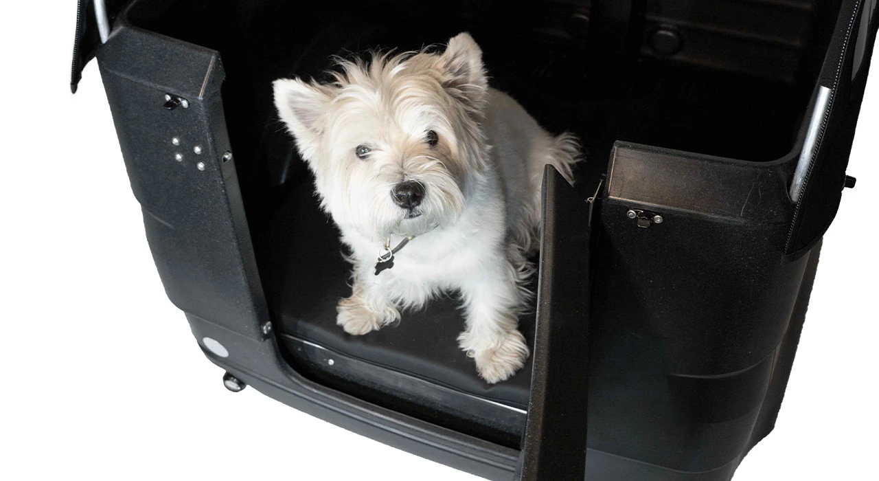Come portare il cane in bici